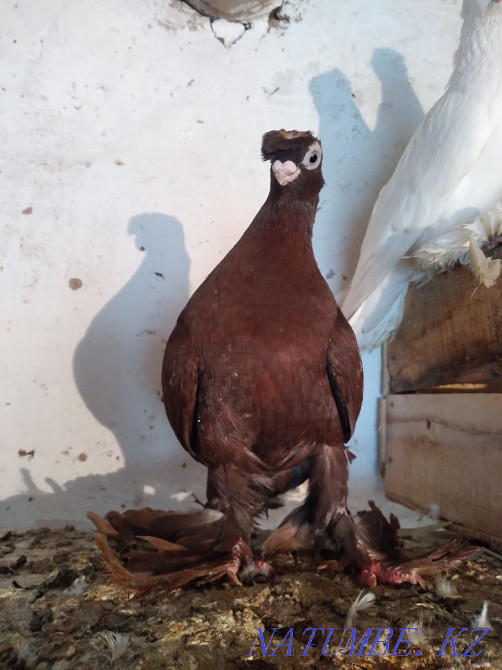 Өзбек көгершіндерін сатамын  - изображение 2