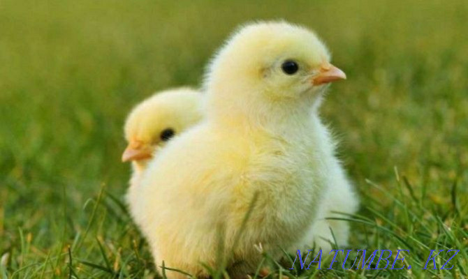 Broiler chickens Taraz - photo 1