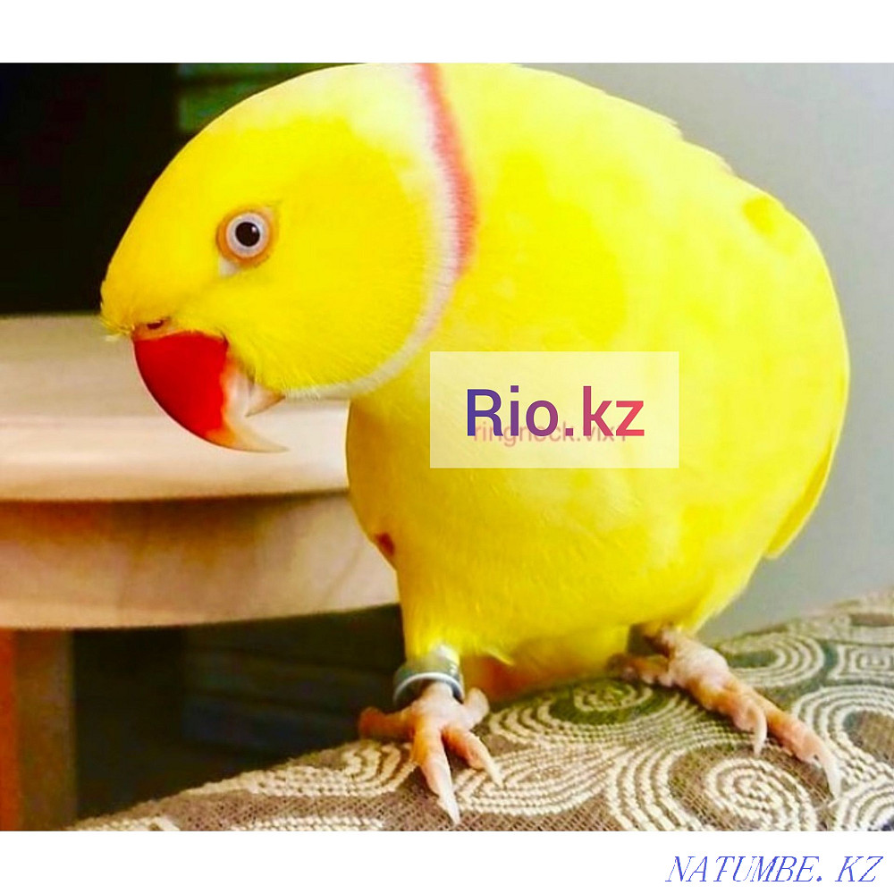 Yellow necklaces for sale Astana - photo 1