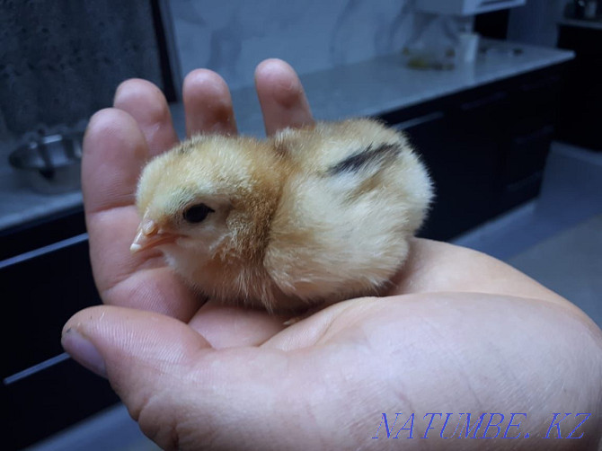 Chickens of laying hens. Taldykorgan - photo 3