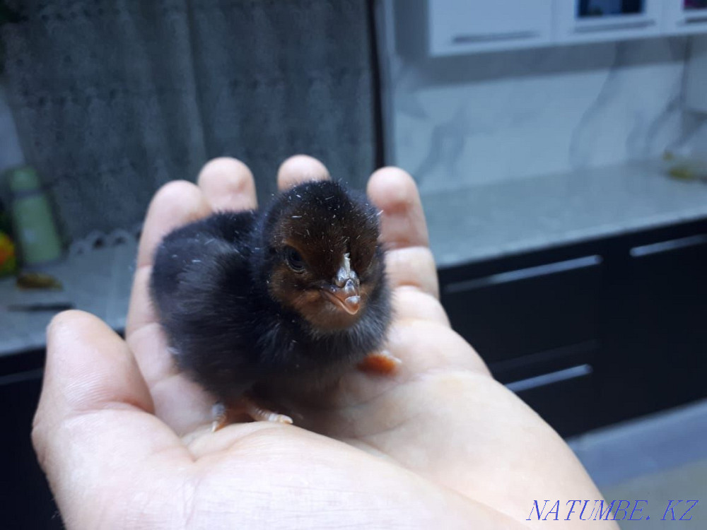 Chickens of laying hens. Taldykorgan - photo 4