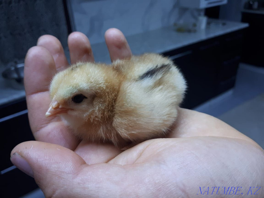 Chickens of laying hens. Taldykorgan - photo 1