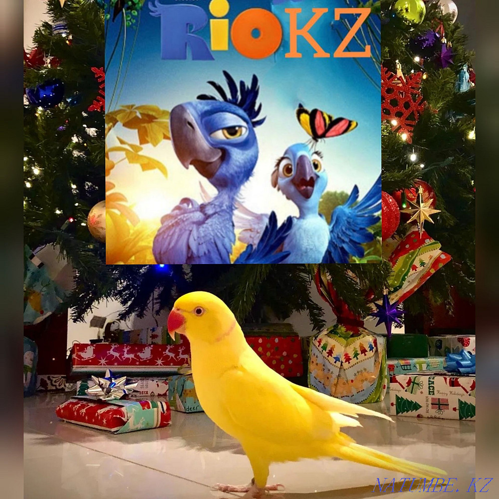 Pair of necklace parrots Astana - photo 1