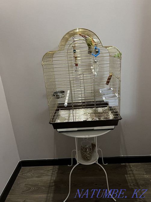 Pyrrura parrot Almaty - photo 3