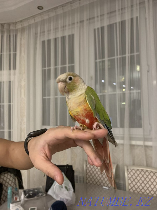Pyrrura parrot Almaty - photo 1