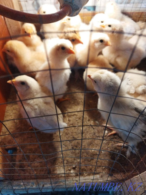 Балапандар сатылады! Кульсары - изображение 1