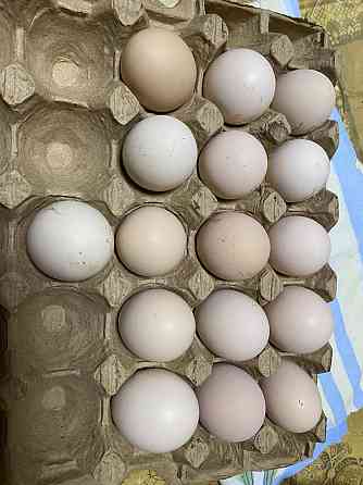 Инкубационные гусиные яйца Atyrau