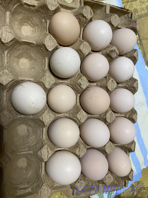 hatching goose eggs Atyrau - photo 1