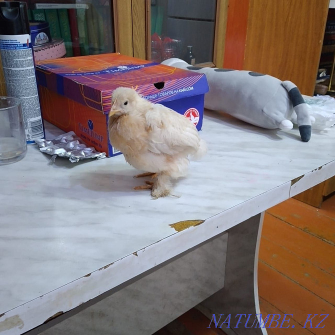 chickens for sale Atyrau - photo 1