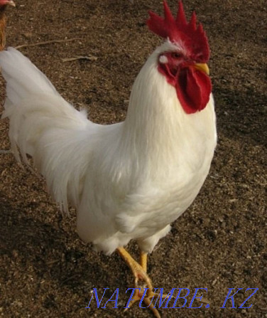 Leghorn roosters for sale Atyrau - photo 1