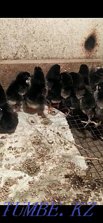 Breed Maran chickens for sale Aqsay - photo 2