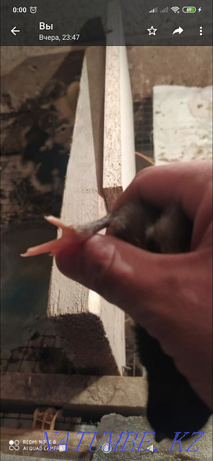 Breed Maran chickens for sale Aqsay - photo 3