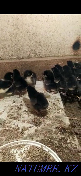 Breed Maran chickens for sale Aqsay - photo 1