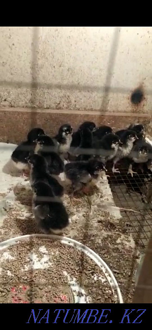 Breed Maran chickens for sale Aqsay - photo 4