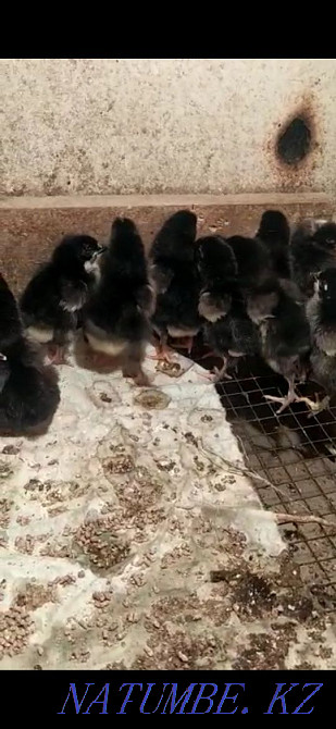 Breed Maran chickens for sale Aqsay - photo 2