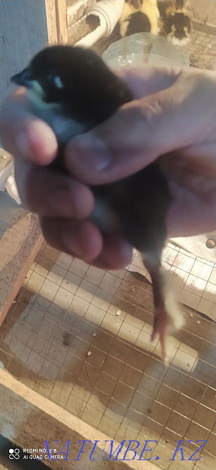 Breed Maran chickens for sale Aqsay - photo 6