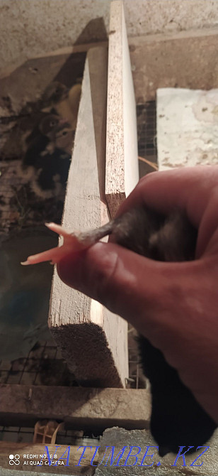 Breed Maran chickens for sale Aqsay - photo 5