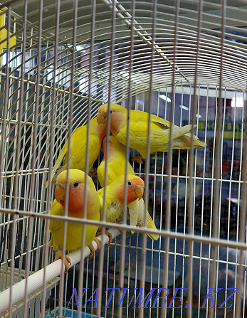 Lovebird parrots Kostanay - photo 1