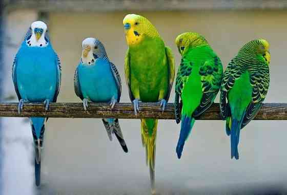 Волнистые попугайчики Kostanay