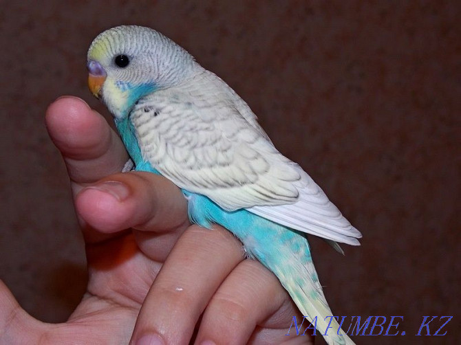 budgerigars Kostanay - photo 6