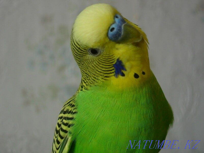 budgerigars Kostanay - photo 3