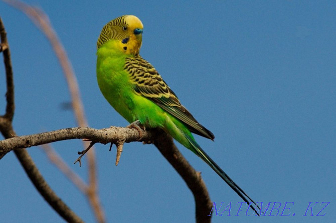 budgerigars Kostanay - photo 5