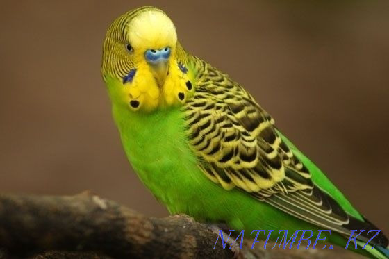 budgerigars Kostanay - photo 2