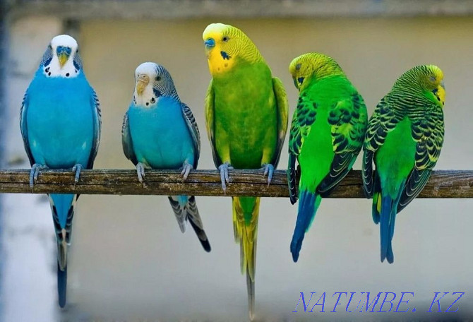 budgerigars Kostanay - photo 1