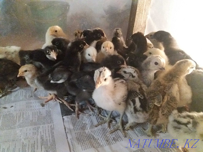 Domestic chickens Kostanay - photo 1