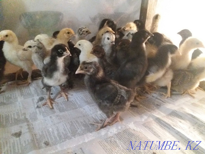 Domestic chickens Kostanay - photo 3