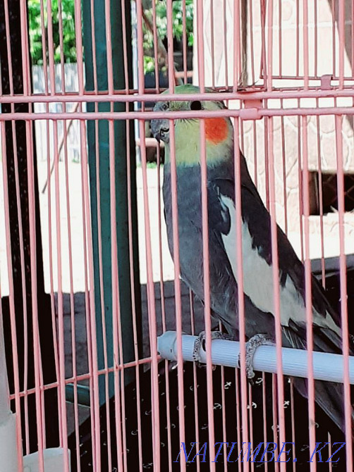 Попугаи корелла!!! Шымкент - изображение 1