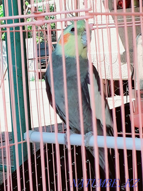 Попугаи корелла!!! Шымкент - изображение 2