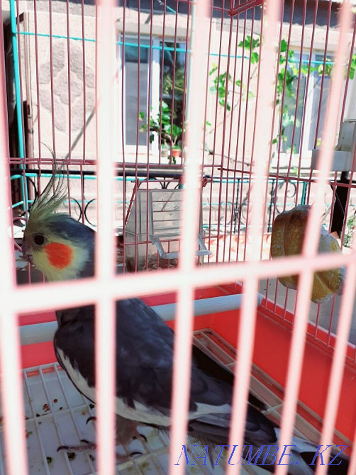 Попугаи корелла!!! Шымкент - изображение 3