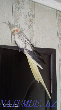 Urgently Sell Corella Shymkent - photo 2