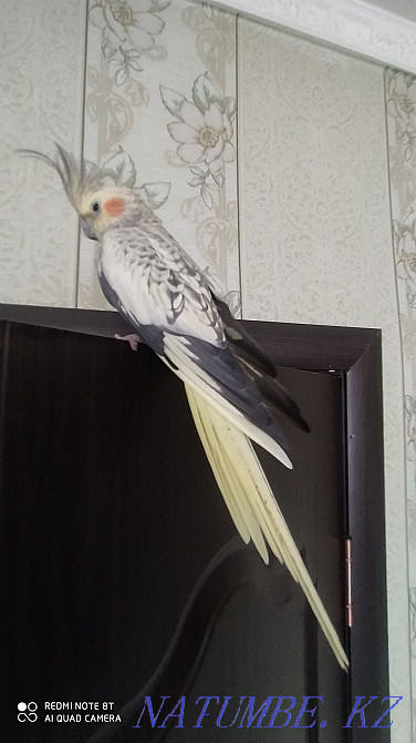 Тез арада Корелла сатылады Шымкент - изображение 2