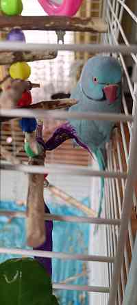 Продам ожерелового попугая редкого окраса Бесагаш