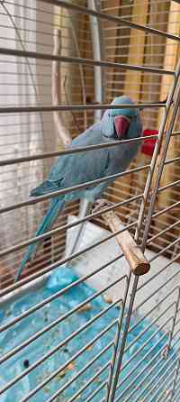 Продам ожерелового попугая редкого окраса Бесагаш