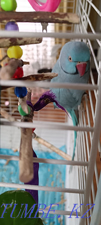 Продам ожерелового попугая редкого окраса Бесагаш - изображение 6