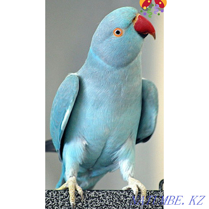 Продам ожерелового попугая редкого окраса Бесагаш - изображение 1