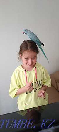 Продам ожерелового попугая редкого окраса Бесагаш - изображение 2