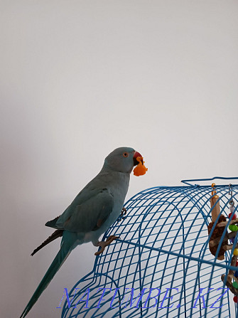 Продам ожерелового попугая редкого окраса Бесагаш - изображение 8
