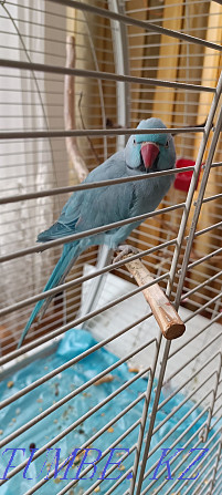 Продам ожерелового попугая редкого окраса Бесагаш - изображение 3