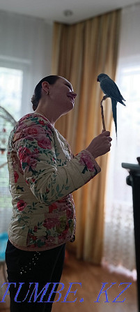 Продам ожерелового попугая редкого окраса Бесагаш - изображение 4