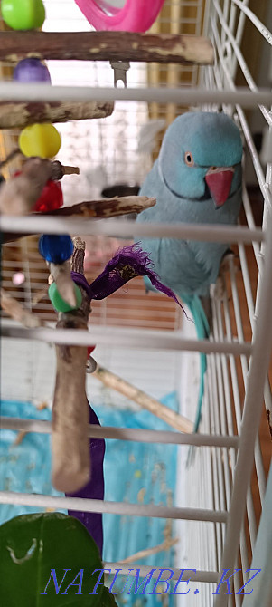 Продам ожерелового попугая редкого окраса Бесагаш - изображение 6