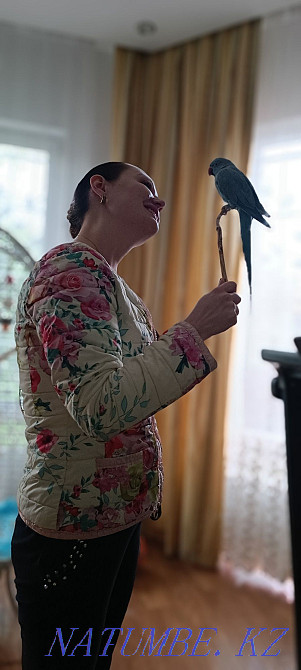 Продам ожерелового попугая редкого окраса Бесагаш - изображение 4