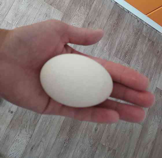 Утиное инкубационое яйцо  Шахтинск