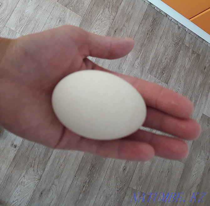 Утиное инкубационое яйцо Шахтинск - изображение 1