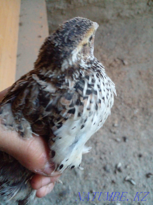 Жабайы б?дене сатылады Шымкент - изображение 6