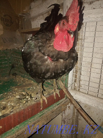 Handsome rooster Нургиса Тлендиев - photo 1