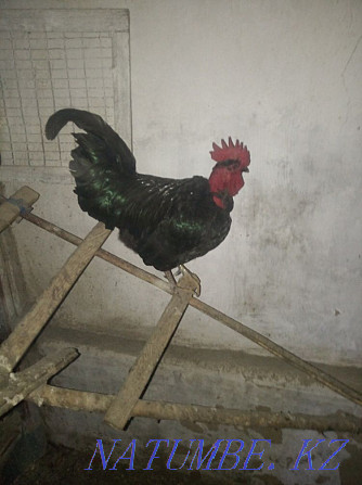 Handsome rooster Нургиса Тлендиев - photo 4